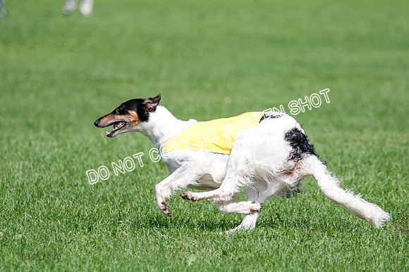 Borzoi Final, East Leigh, Lady-1315