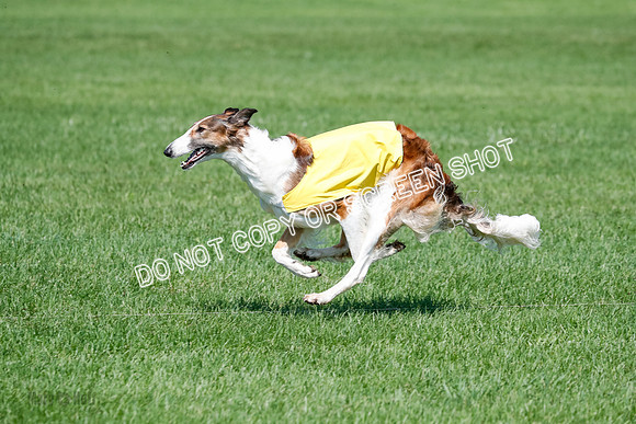 Borzoi BOB&Runoffs-1882