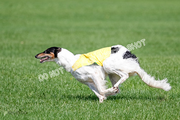 Borzoi Final, East Leigh, Lady-1314