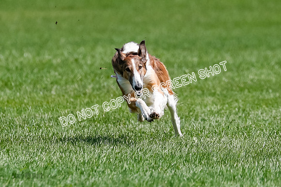 Borzoi Final, East Leigh, Lady-1300