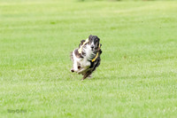 Borzoi Prelim Raven Clifford Ava-0433