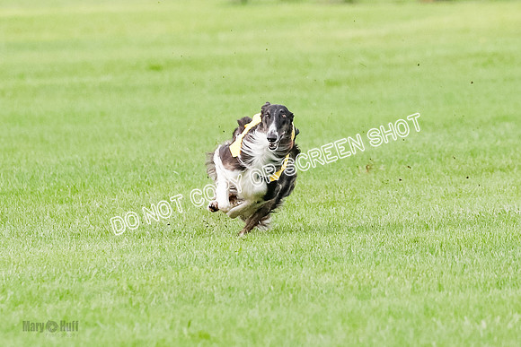 Borzoi Prelim Raven Clifford Ava-0433