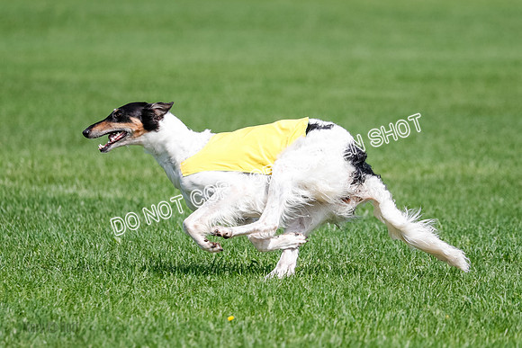 Borzoi Final, East Leigh, Lady-1310