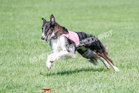 Borzoi BOB&Runoffs-1878