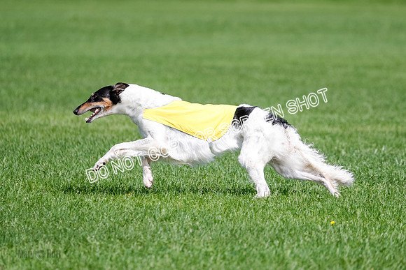 Borzoi Final, East Leigh, Lady-1311