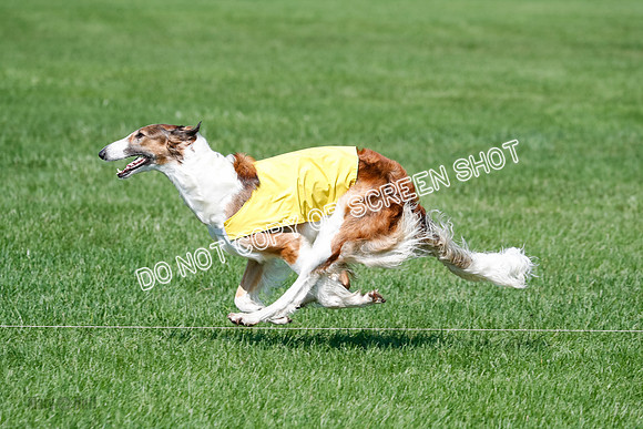 Borzoi BOB&Runoffs-1887