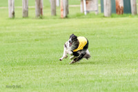 Borzoi Prelim Raven Clifford Ava-0430