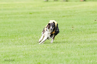 Borzoi Prelim Raven Clifford Ava-0432