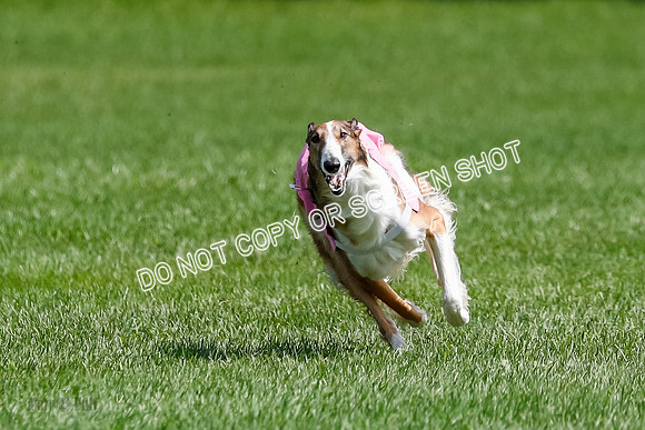 Borzoi Final, East Leigh, Lady-1298