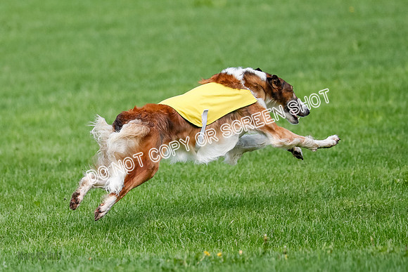 Borzoi Prelim, East Leigh, Lady-0478