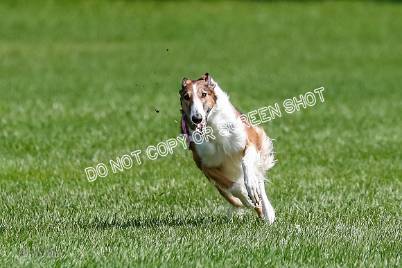 Borzoi Final, East Leigh, Lady-1299