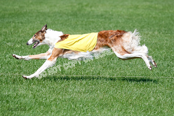 Borzoi BOB&Runoffs-1890