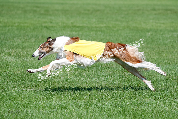 Borzoi BOB&Runoffs-1884