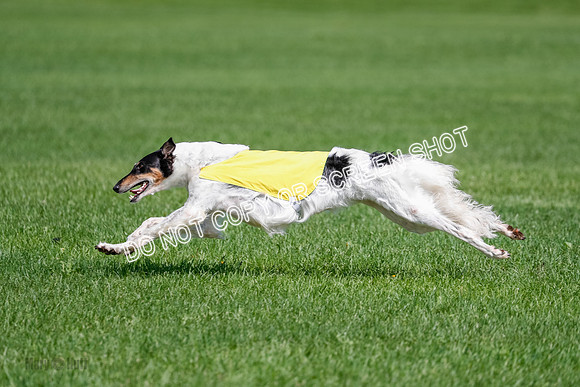 Borzoi Final, East Leigh, Lady-1312