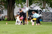 Borzoi Prelim Raven Clifford Ava-0419