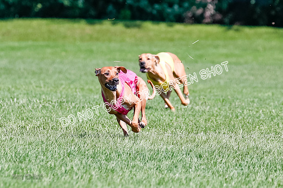 Rhodesian Ridgeback Final Kya, Eve, Iris-1665