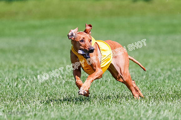 Rhodesian Ridgeback Final Libby-1702