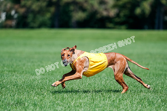 Rhodesian Ridgeback Final Libby-1717