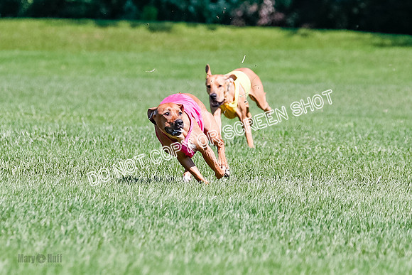 Rhodesian Ridgeback Final Kya, Eve, Iris-1664