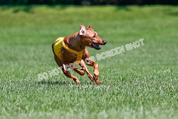 Rhodesian Ridgeback Final Libby-1689
