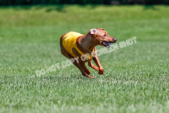Rhodesian Ridgeback Final Libby-1688
