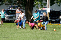 Rhodesian Ridgeback Prelim, Kya Eve Iris-0839