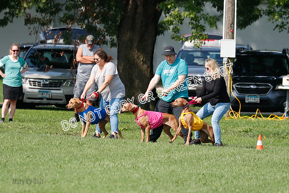 Rhodesian Ridgeback Prelim, Kya Eve Iris-0839