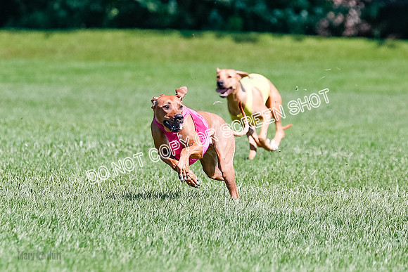 Rhodesian Ridgeback Final Kya, Eve, Iris-1666