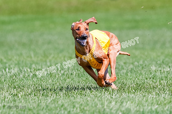 Rhodesian Ridgeback Final Libby-1701