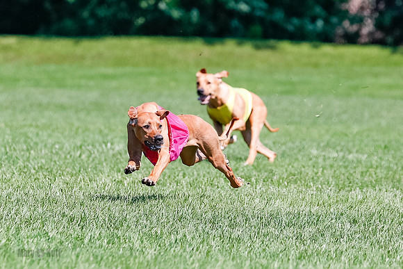 Rhodesian Ridgeback Final Kya, Eve, Iris-1667