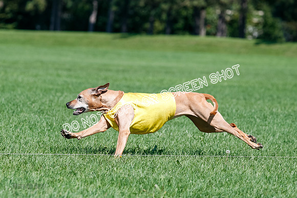 Rhodesian Ridgeback Final Daisy-1748