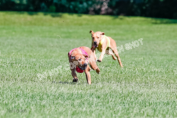 Rhodesian Ridgeback Final Kya, Eve, Iris-1663