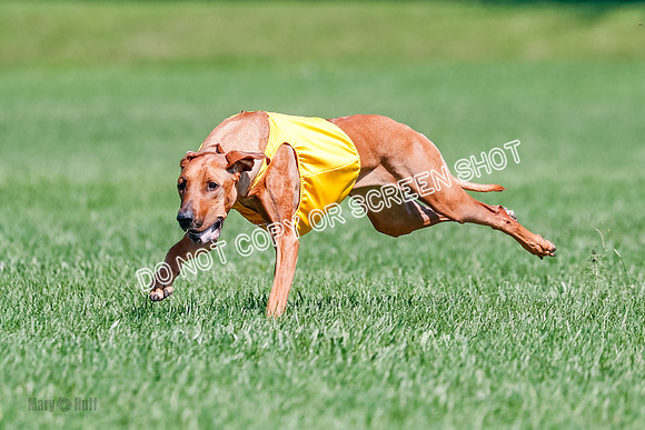 Rhodesian Ridgeback Final Libby-1710