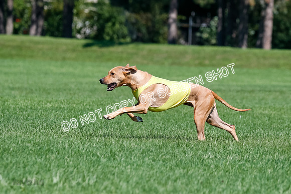 Rhodesian Ridgeback Final Kya, Eve, Iris-1673