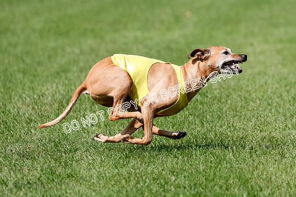 Rhodesian Ridgeback Prelim, Daisy-0928