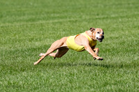 Rhodesian Ridgeback