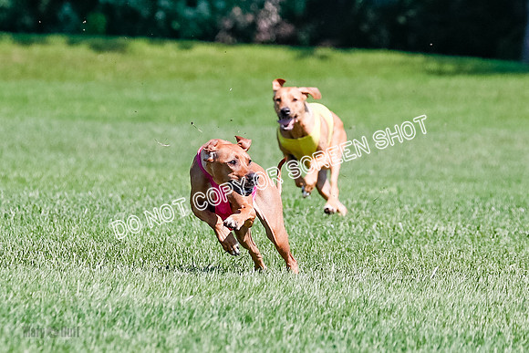 Rhodesian Ridgeback Final Kya, Eve, Iris-1662