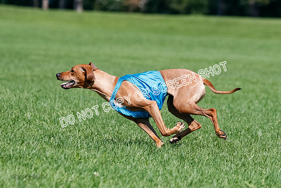 Rhodesian Ridgeback Final Kya, Eve, Iris-1676