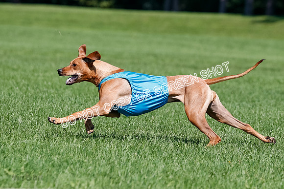 Rhodesian Ridgeback Final Kya, Eve, Iris-1674