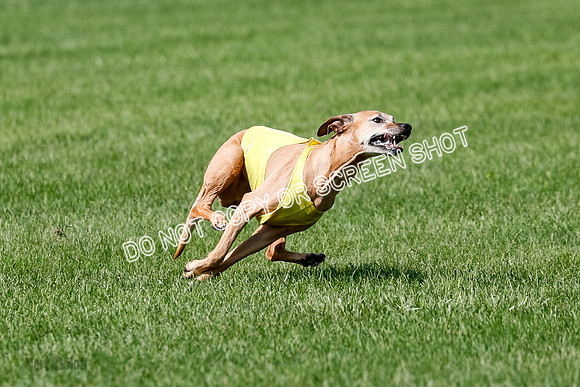 Rhodesian Ridgeback Prelim, Daisy-0916