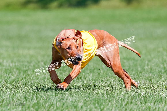 Rhodesian Ridgeback Final Libby-1706