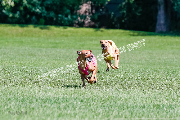 Rhodesian Ridgeback Final Kya, Eve, Iris-1661