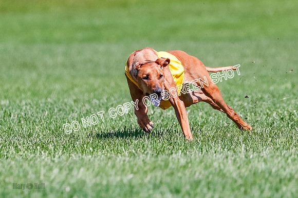 Rhodesian Ridgeback Final Libby-1698