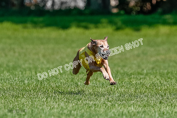 Rhodesian Ridgeback Final Daisy-1729