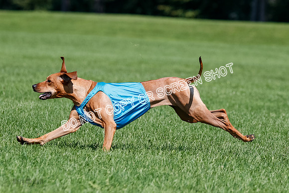 Rhodesian Ridgeback Final Kya, Eve, Iris-1675