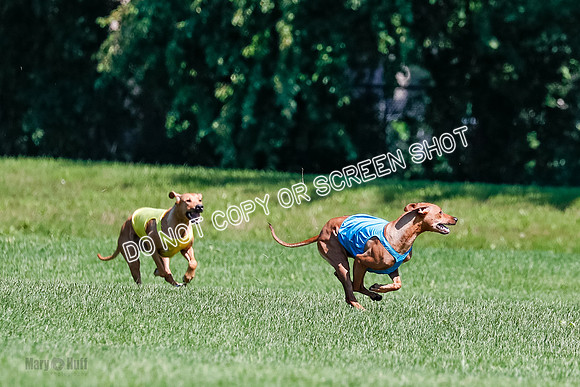 Rhodesian Ridgeback Final Kya, Eve, Iris-1649