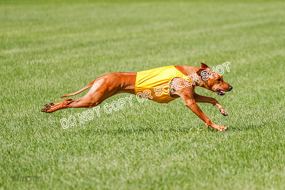 Rhodesian Ridgeback Prelim, Libby-0904