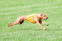 Rhodesian Ridgeback Prelim, Kya Eve Iris-0864