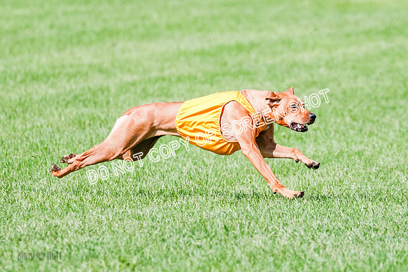 Rhodesian Ridgeback Prelim, Kya Eve Iris-0864