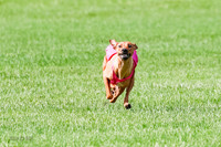 Rhodesian Ridgeback Prelim, Kya Eve Iris-0858